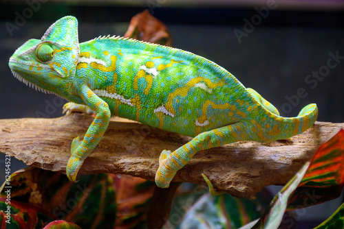 Colourful chamaeleo calyptratus reptile close up for sale in zoo shop photo
