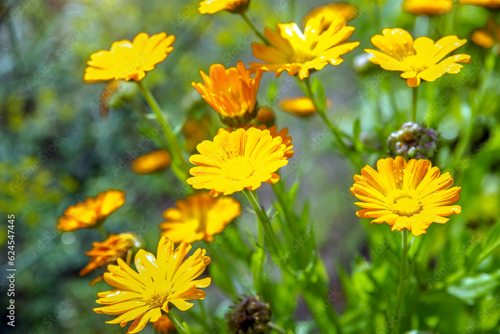 Orange calendula flowers on a green natural background
Orange calendula flowers on a green natural background