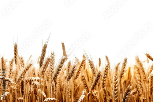 wheat field isolated on transparent background ,wheat field png clip art ,generative ai