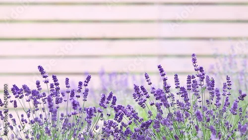 Sunset over a violet lavender field in Provence, France