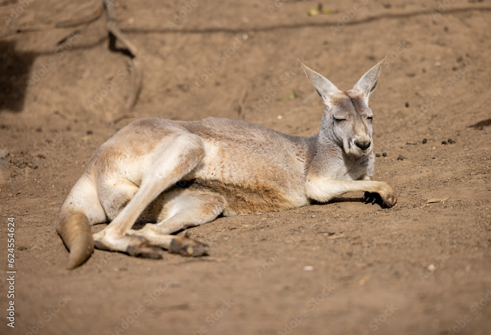 Grey kangaroo resting while in captive habitat Grey kangaroo resting while in captive habitat