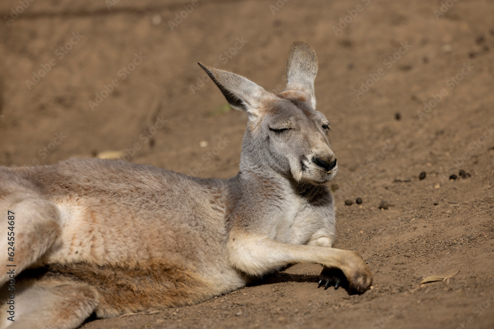 Grey kangaroo resting while in captive habitat