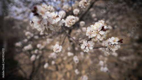 View of apricot flowers, spring time in Hunza Valley, Gilgit Baltistan, Pakistan. photo