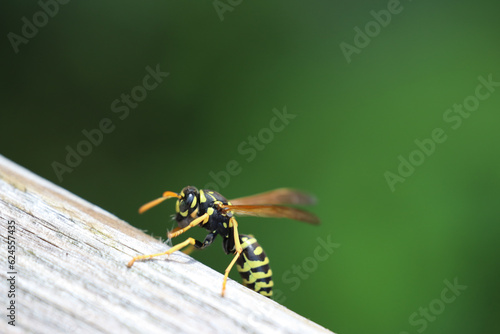 Side view of a yellow jacket wasp on wood in a garden