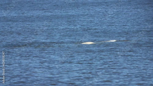 Beluga whales in Svalbard water
Beluga whales' wildlife, 2023
 photo