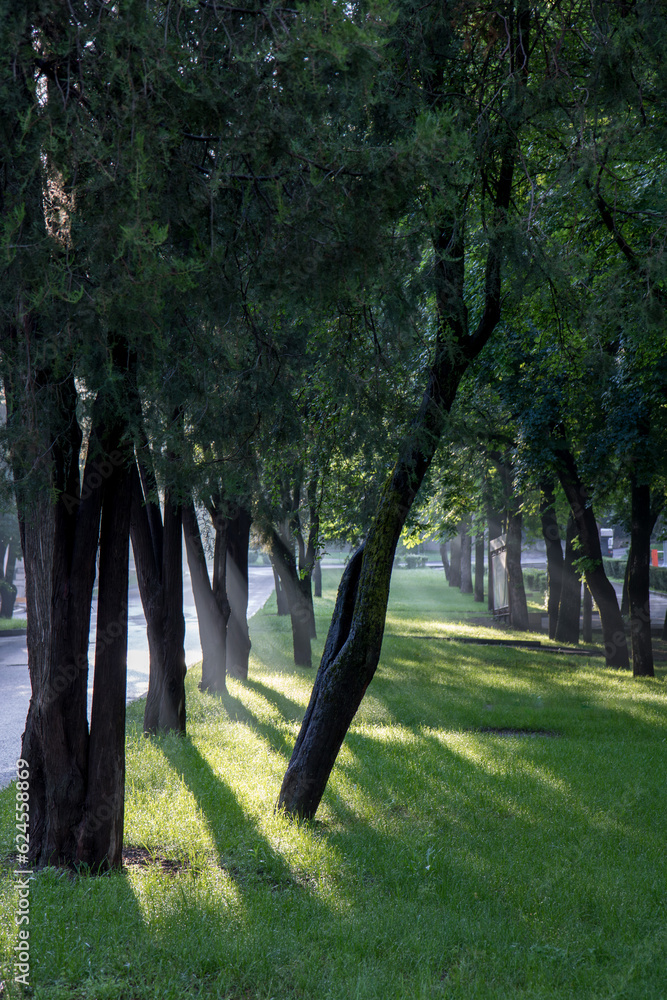 Obraz premium Morning fog in the park at dawn