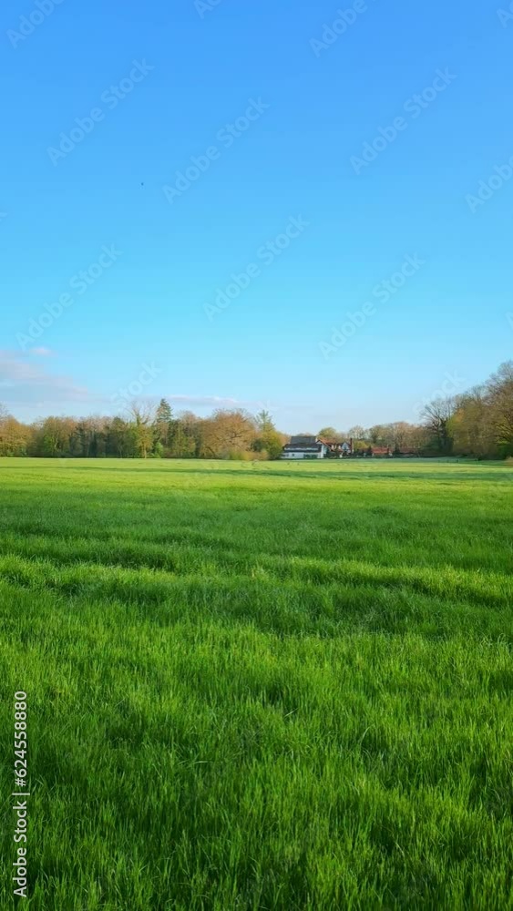 Green grass fields in countryside Germany, in sunny summer day. vertical video background. Green grass fields in countryside Germany, in sunny summer day. vertical video background.