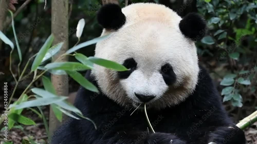 Close up Giant Panda in Chengdu Panda Base Close up Giant Panda in Chengdu Panda Base