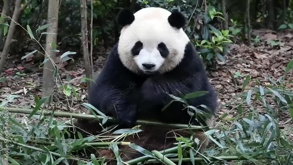 Close up Giant Panda in Chengdu Panda Base Close up Giant Panda in Chengdu Panda Base