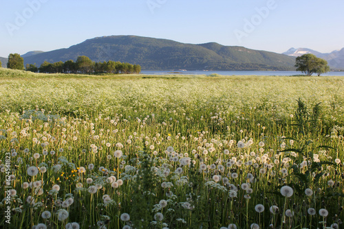 Field of white dandelions by the sea overlooking the mountain, wildflowers in the mountains on the shore of the fjord, 