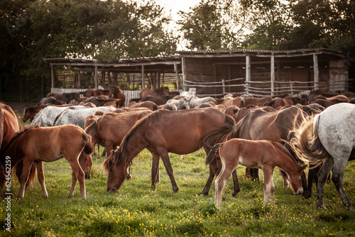 Selective blur on a group, a herd of horses, brown & white at sunset, in Zasavica, Serbia, eating and grazing horse in a traditional rural farm landscape. Equidae are a symbol of countryside animals. photo