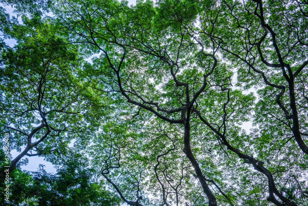 Bottom view of tree trunk to green leaves of big tree in tropical forest. Bottom view of tree trunk to green leaves of big tree in tropical forest.