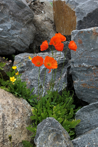 Orange alpine poppies grow from stones, wildflowers in the mountains