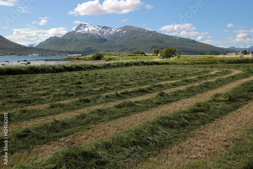 Sunny day on the shore of the fjord, mowed green grass, mountains, sea and blue sky