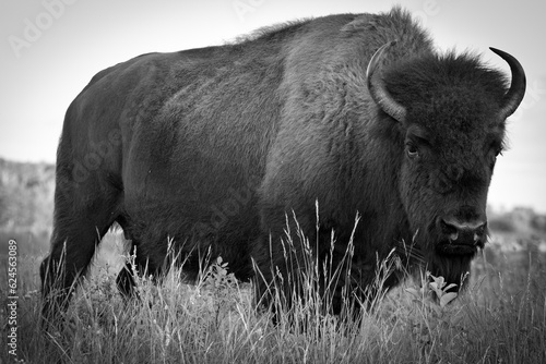 Large Bison Bull