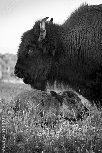 Bison with calf