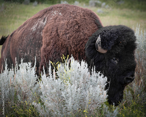 Bison Bull