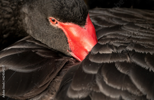Black swan (Cygnus atratus) close up of the swan with a red eye and beak and beautiful plumage.