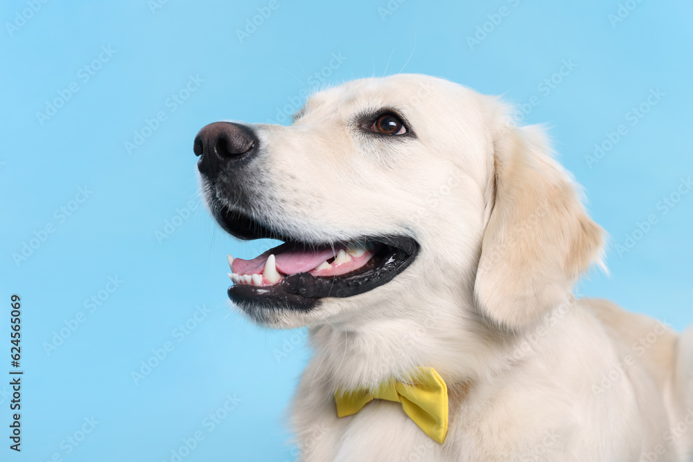Cute Labrador Retriever with stylish bow tie on light blue background Cute Labrador Retriever with stylish bow tie on light blue background