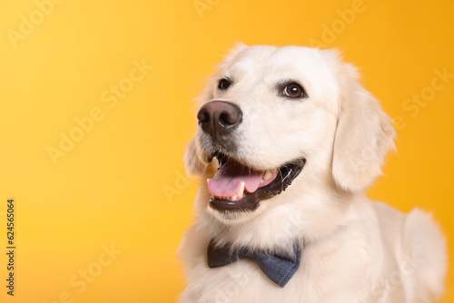 Cute Labrador Retriever with stylish bow tie on yellow background. Space for text