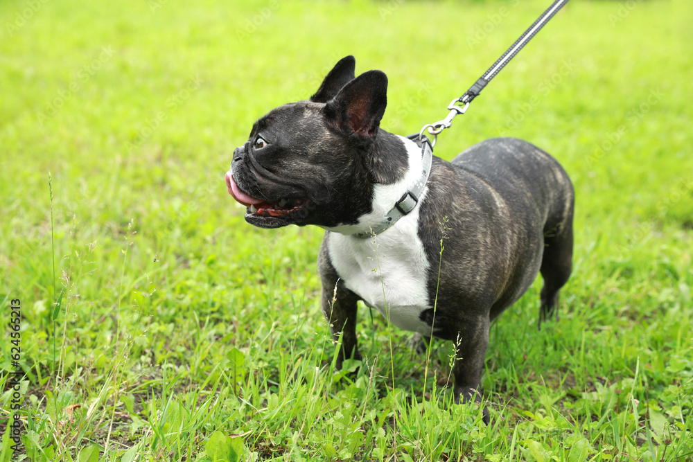 Cute French Bulldog walking on green grass. Space for text Cute French Bulldog walking on green grass. Space for text