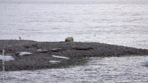 Wallpaper Mural Polar bears feeding on the beach, Svalbard
Polar bears wildlife, north pole, 2023
 Torontodigital.ca