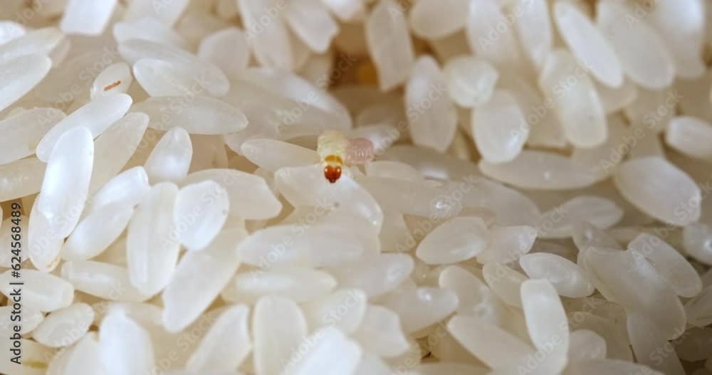 The macro shot details of rice weevils, also known as flour worms, found on rice grains The macro shot details of rice weevils, also known as flour worms, found on rice grains