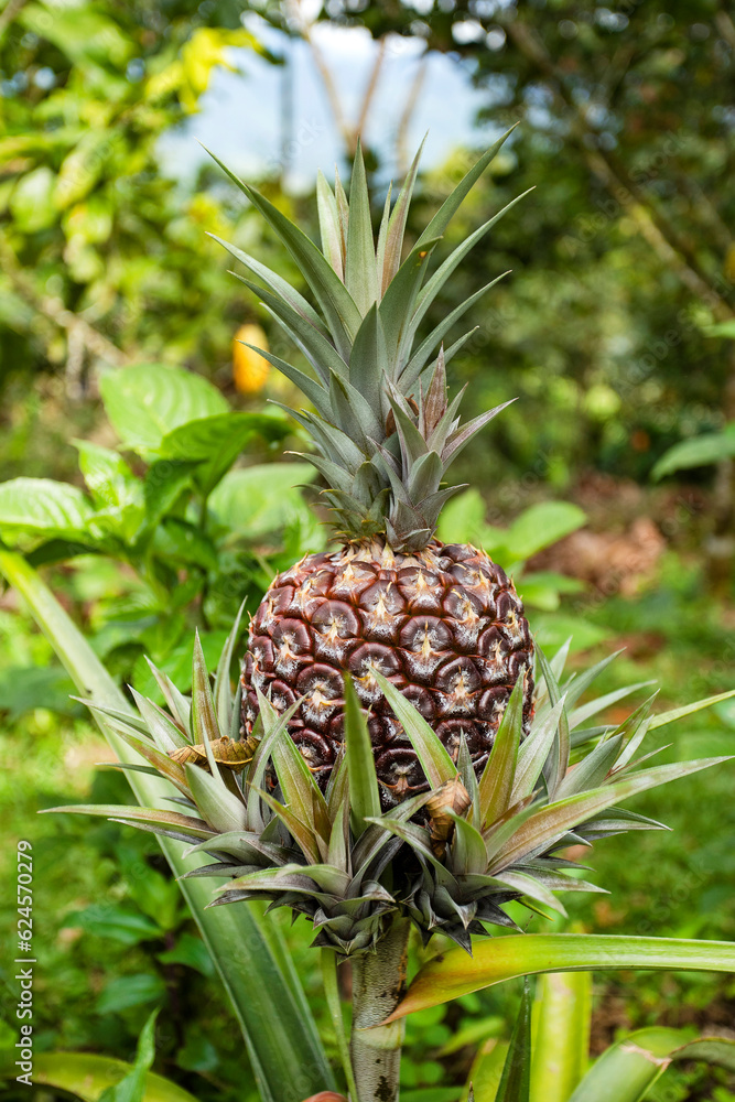 Fototapeta premium Ananas comosus - Pineapple fruit at harvest time in the farm