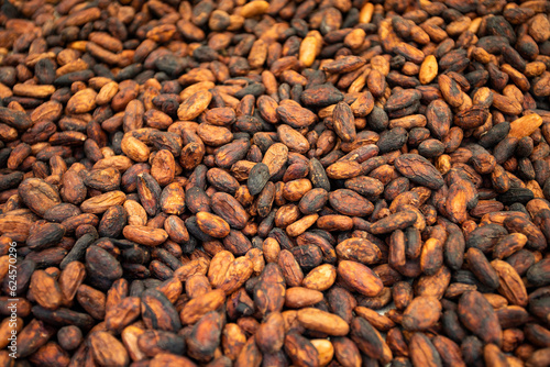Unpeeled cocoa drying on the production farm - Theobroma cacao