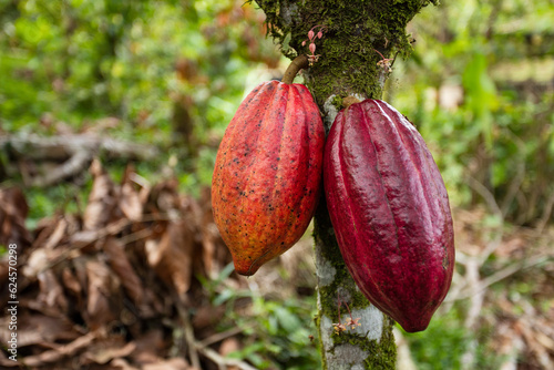 Theobroma cacao - Cocoa chocolate fruit harvest. Two red cocoa pods hang on the tree