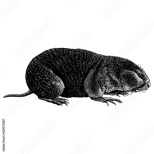 Zokor hand drawing vector isolated on background.	