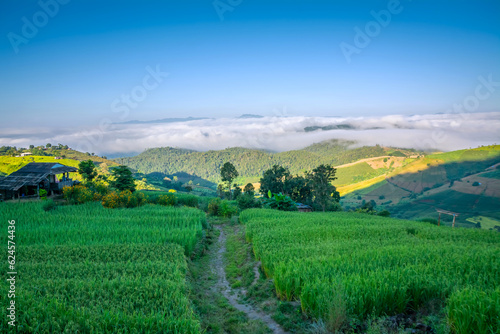 View of rice terrace at Ban Pa Bong Piang, Chiang Mai, Thailand