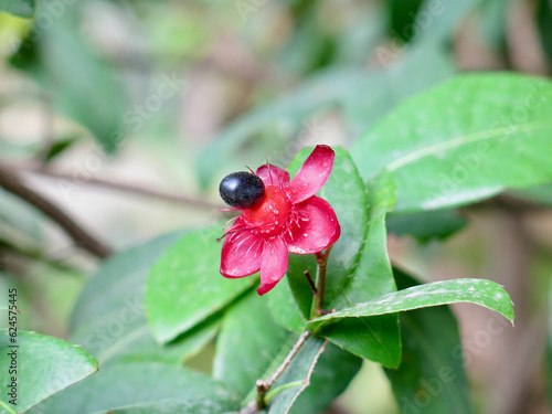 Tropical plant. A plant with red petals, black fruit and green leaves.
