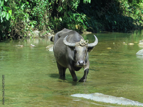 Buffalo in the river. Domestic buffalo stands in a shallow river in the middle of the jungle.