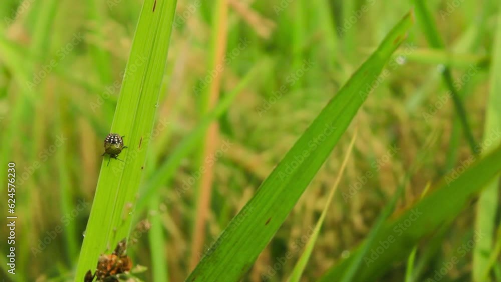 Insect pests on leaf. Insect pests on rice are ladybugs. insect pests have a bad smell. insect pests eat the leaves Insect pests on leaf. Insect pests on rice are ladybugs. insect pests have a bad smell. insect pests eat the leaves