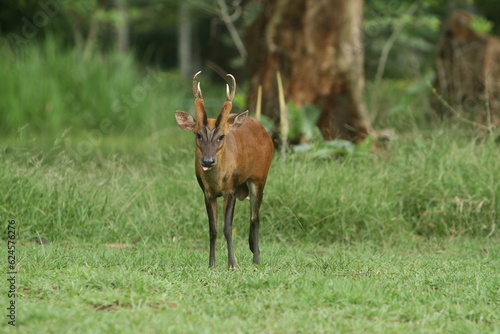 deer in the grass