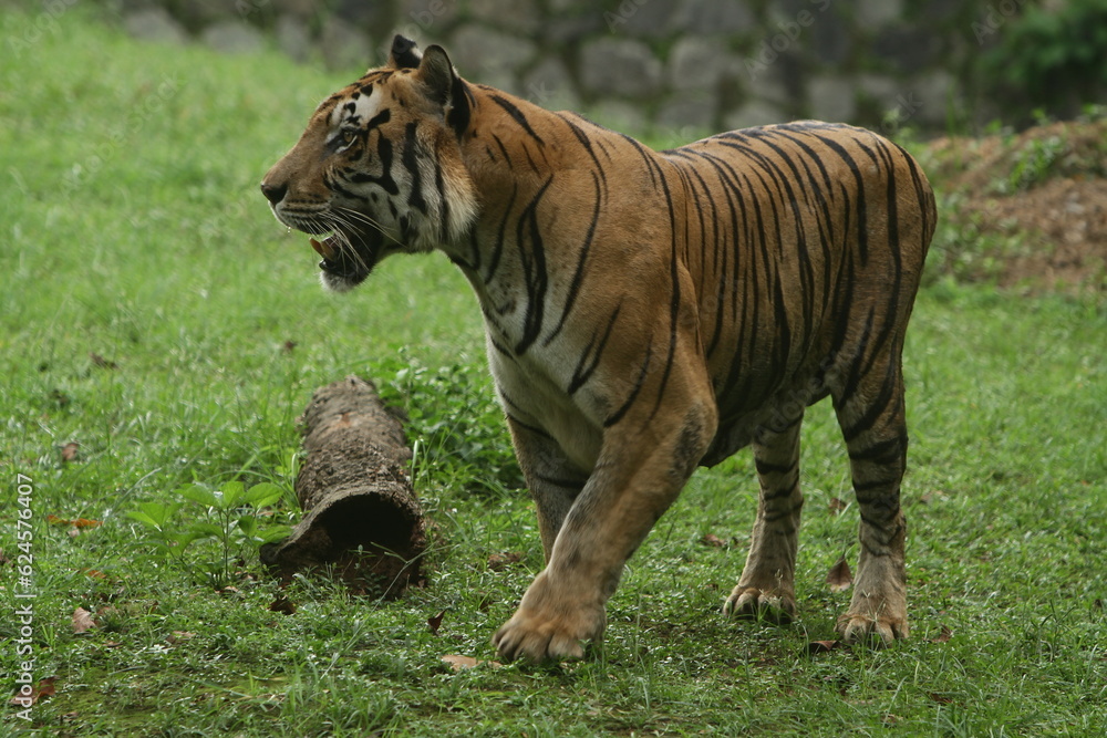 tiger in the grass tiger in the grass