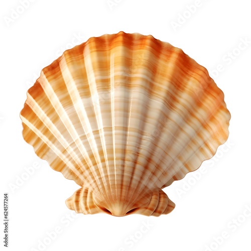 Sea scallop shell isolated on white background