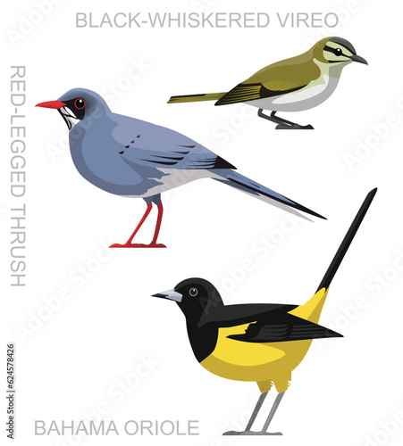 Cute Bird Bahama Oriole Vireo Thrush Set Cartoon Vector