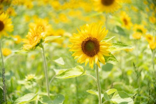 field of sunflowers