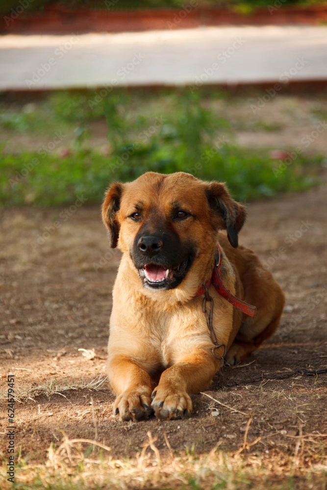 Picture a serene moment as you come across a dog peacefully lying down. The dog is in a comfortable position, its body stretched out and relaxed. Picture a serene moment as you come across a dog peacefully lying down. The dog is in a comfortable position, its body stretched out and relaxed.