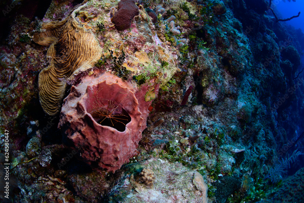 Fototapeta premium An arrow crab in a barrel sponge 