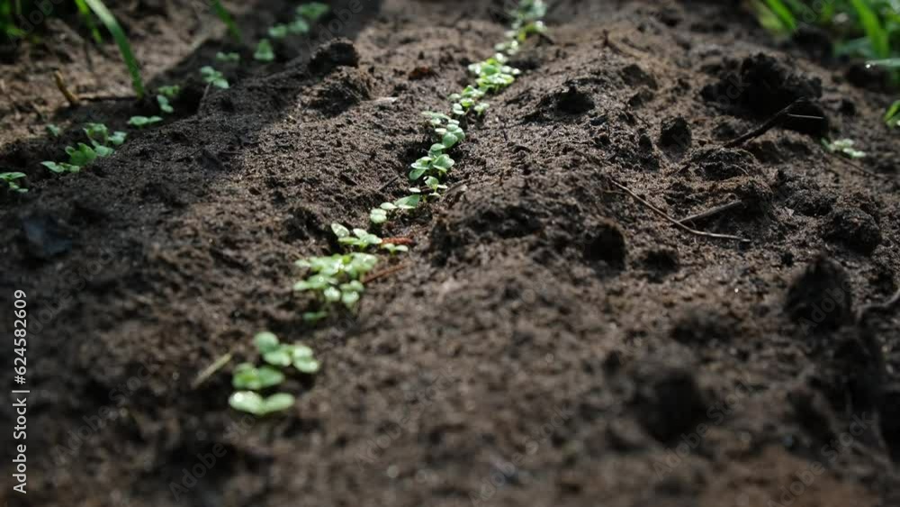 Close up while  moving camera through germinated row of lettuce.