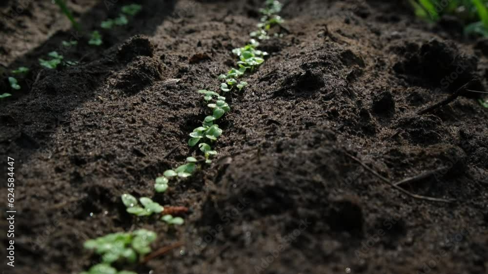 Close up and moving camera forward through row of lettuce sprouts. Close up and moving camera forward through row of lettuce sprouts.