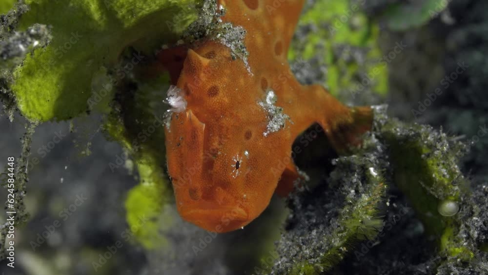 Close-up portrait. A small red frog fish sits on the bottom of a tropical sea among green algae, leaning on them with its front fins.
Painted Frogfish (Antennarius pictus) 16 cm.