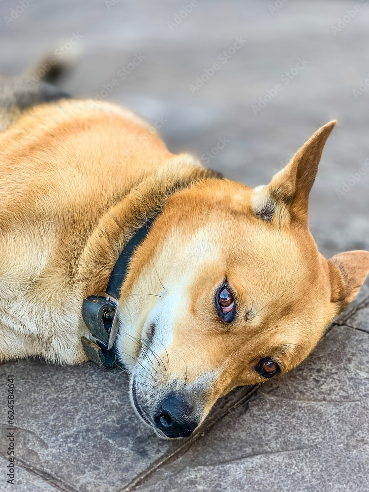 portrait of a dog