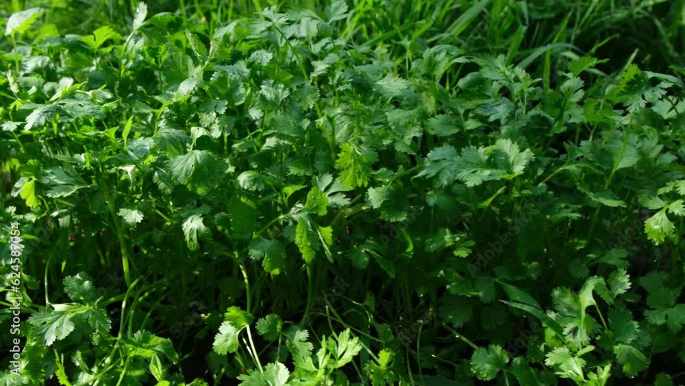 Close up of row of cilantro plants while moving camera right to left. Close up of row of cilantro plants while moving camera right to left.