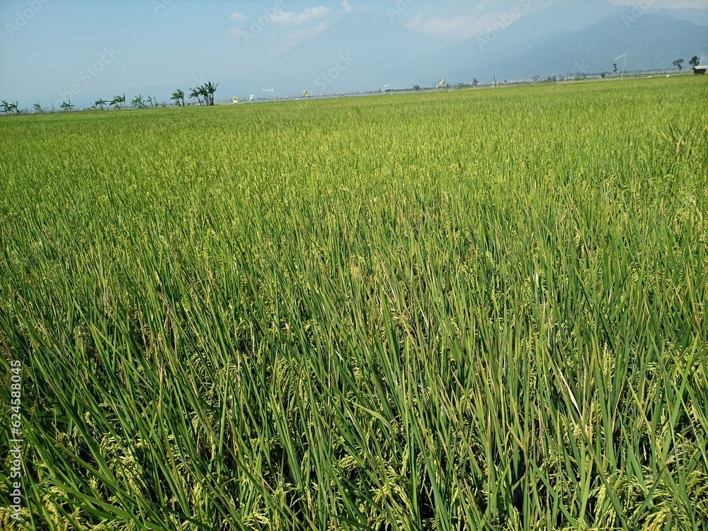 Panoramic beauty of the Rawa Pening Ambarawa rice fields with green and yellow rice ready to be harvested
