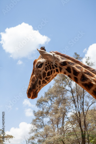 Photography giraffe in zoo