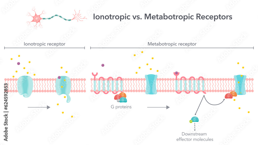 Ionotropic versus metabotropic receptors vector illustration diagram